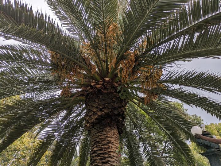 A palm in the Palacio Portales gardens.