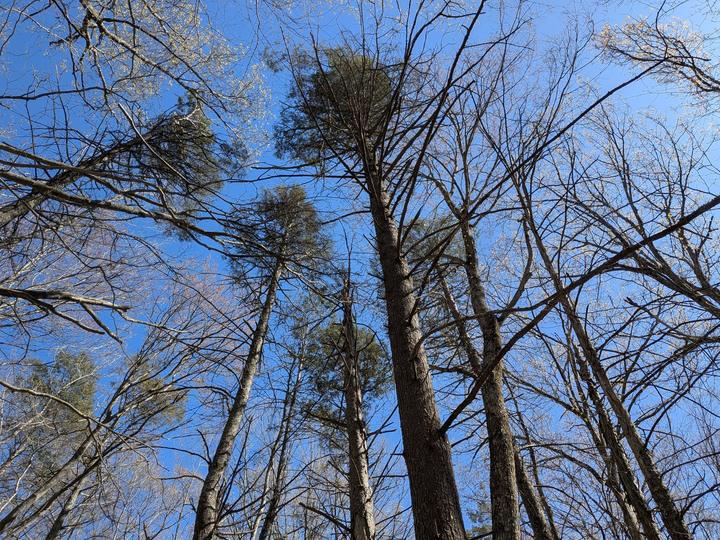 Looking up, April 2026.