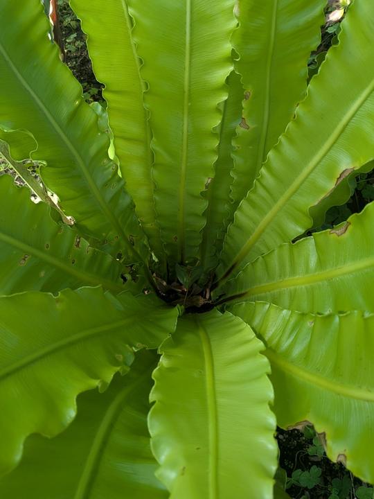 A fern from above, May 2026.