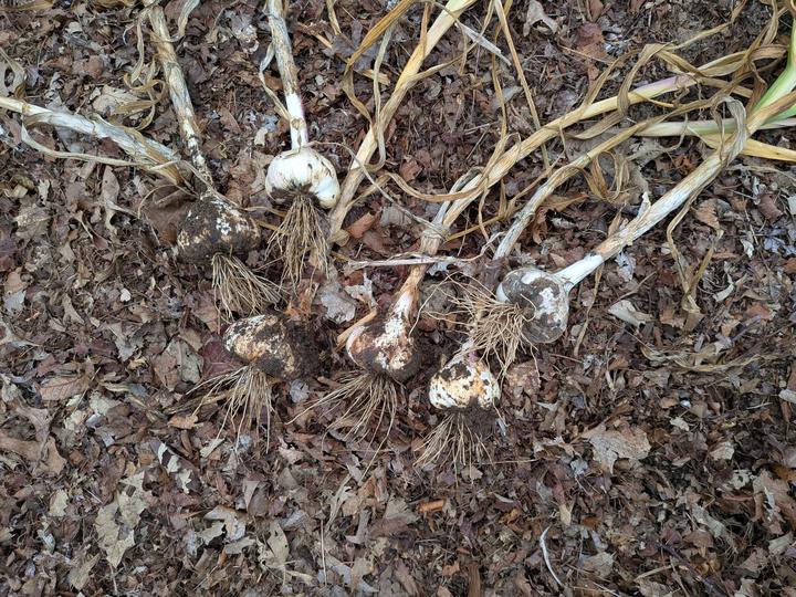Garlic harvest, July 2025.