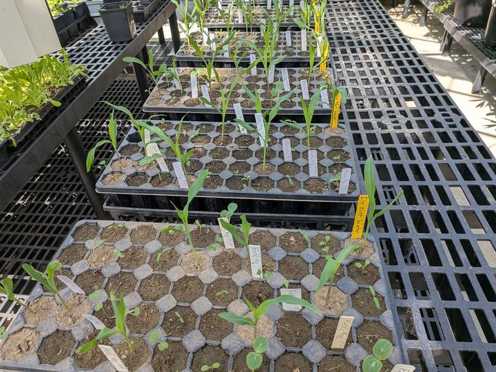 The greenhouse experiment, June 2026.